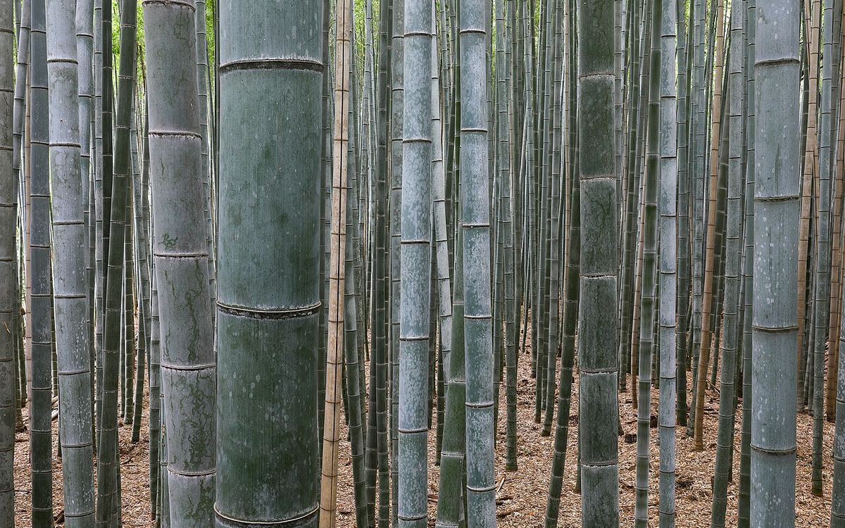 Arashiyama bamboo grove